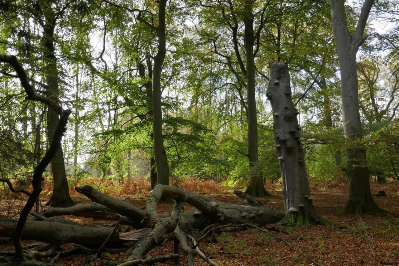 "Balmgarten" Im Naturpark Usedom, Bio Solarhaus Mit Grossem Garten Apartamento Exterior foto